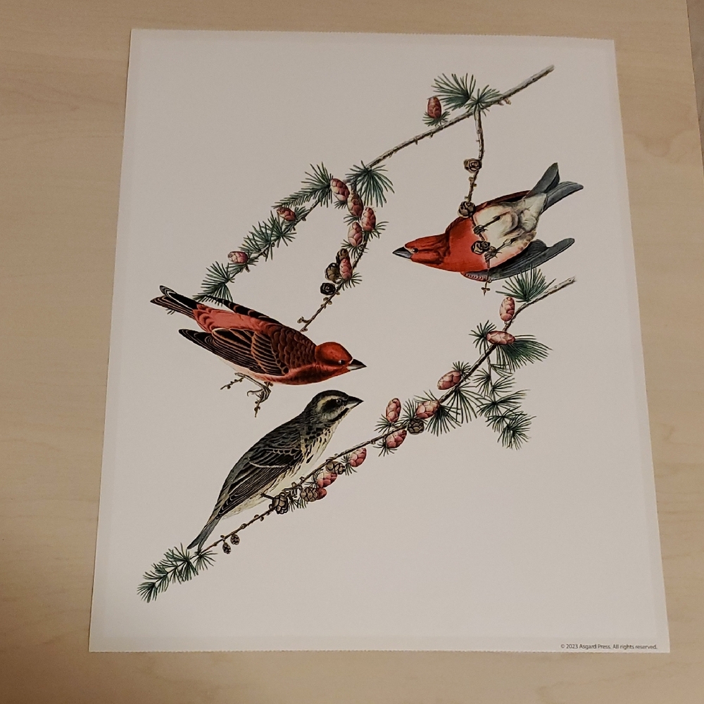 Poster of John James Audubon rendering of Purple Finch, 1827